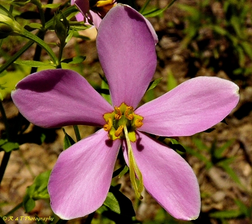 {Sabatia angularis}